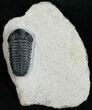 prone Acastoides Zguilmensis Trilobite #11005-4